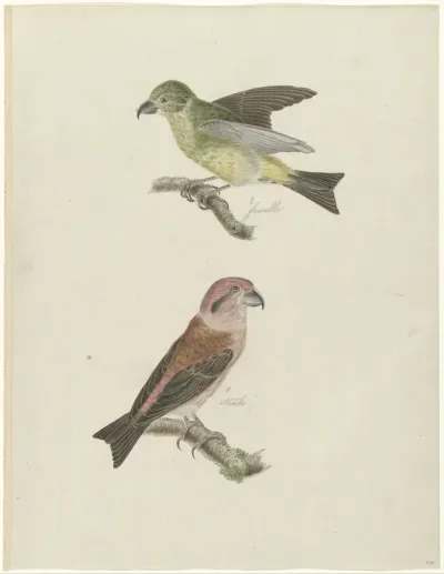 Twee Kruisbekken