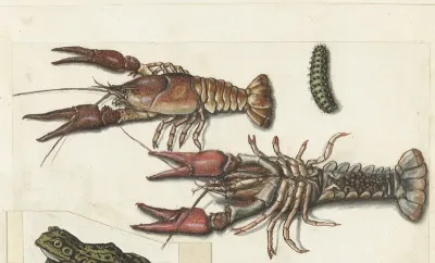 Twee langoustines en een rups