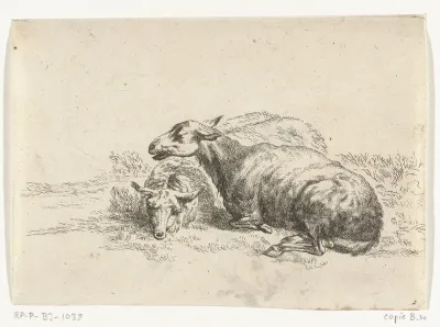 Twee liggende schapen