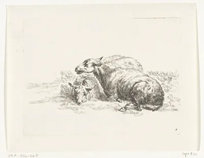Twee liggende schapen