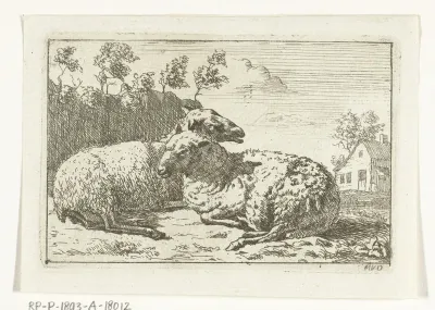 Twee liggende schapen bij hek