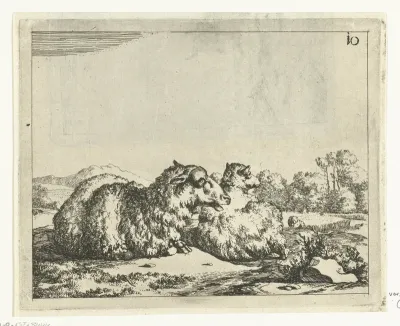 Twee liggende schapen, van achter gezien