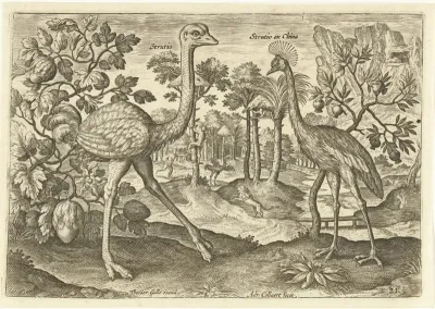 Twee loopvogels in een landschap