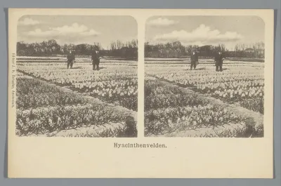 Twee mannen in een hyacinthenveld