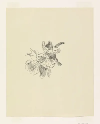Twee narcissen