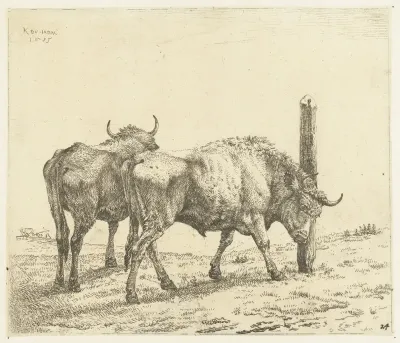 Twee ossen, één schuurt de kop tegen een paal