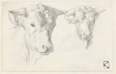 Twee ossenkoppen