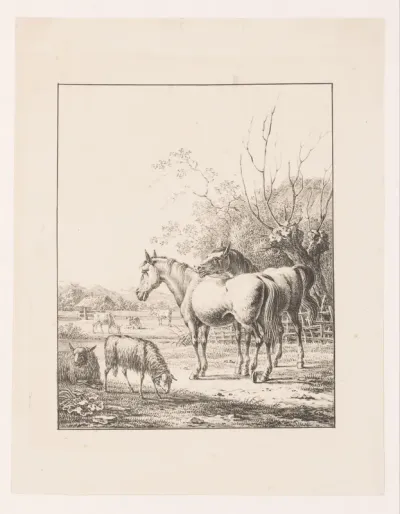 Twee paarden, twee schapen en koeien