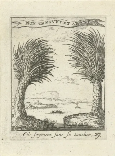 Twee palmbomen, los van elkaar