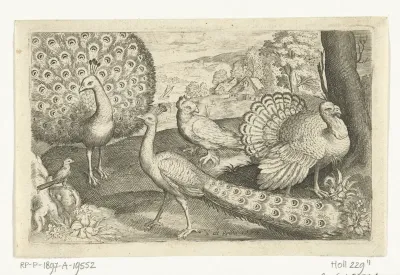 Twee pauwen en kalkoen