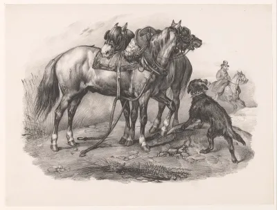 Twee Picardische lastpaarden met een hond