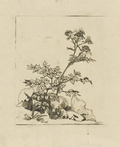 Twee planten en een kikker