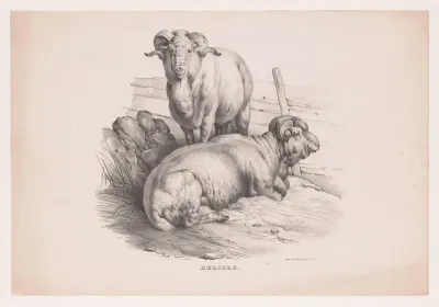 Twee rammen