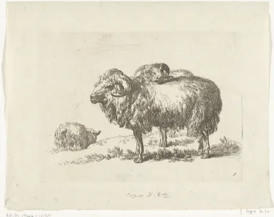 Twee rammen en een schaap