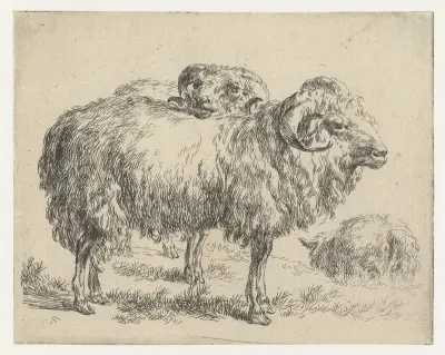 Twee rammen en een schaap