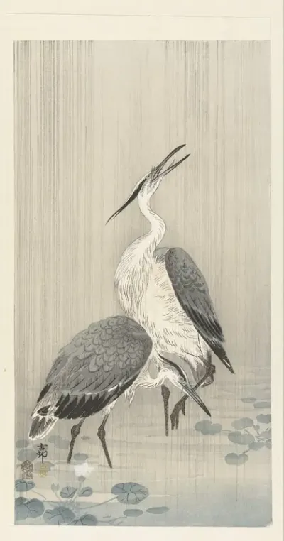 Twee reigers in de regen