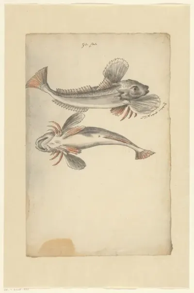 Twee rode ponen (Chelidonichthys lucerna)