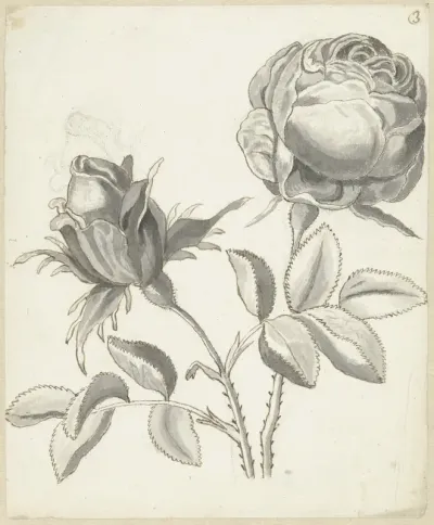 Twee rozen