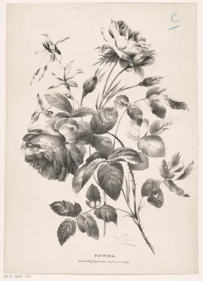 Twee rozen