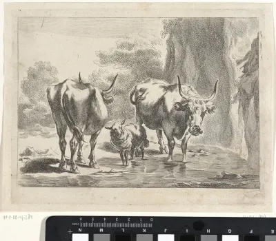 Twee runderen en een schaap bij een doorwaadbare plek