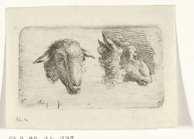 Twee schaapskoppen