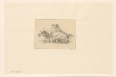 Twee schapen