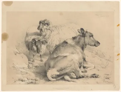 Twee schapen en een koe