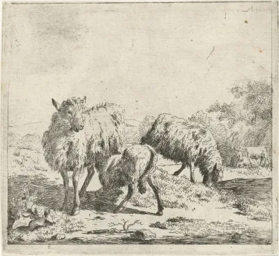Twee schapen en een lam