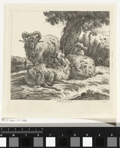 Twee schapen en een ram