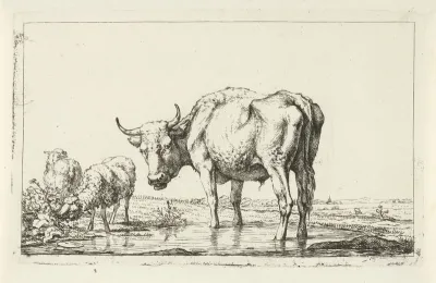 Twee schapen en een stier bij een waterplas