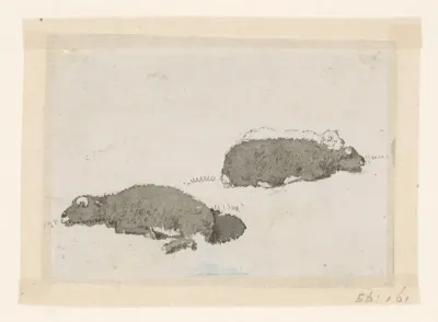 Twee schapen in tegenbelichting