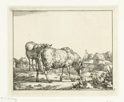 Twee schapen, staand, de voorste grazend