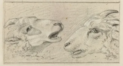 Twee schapenkoppen