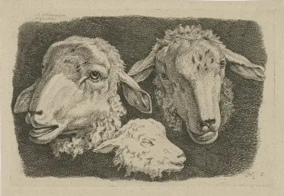 Twee schapenkoppen en een kop van een lam