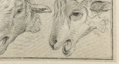 Twee schapenkoppen
