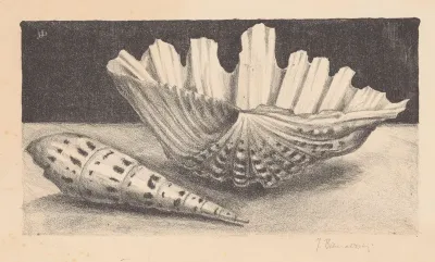 Twee schelpen