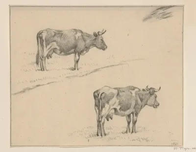 Twee schetsen van een staande koe, naar rechts