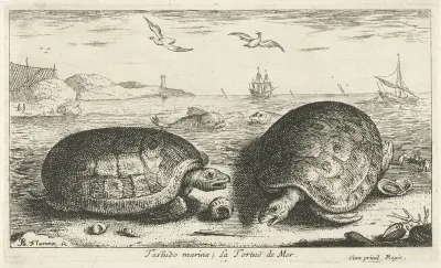 Twee schildpadden op het strand
