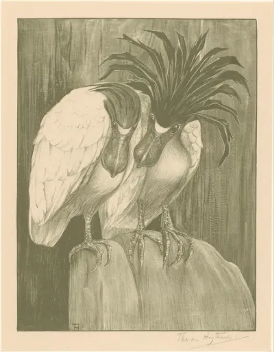 Twee schuitbekreigers