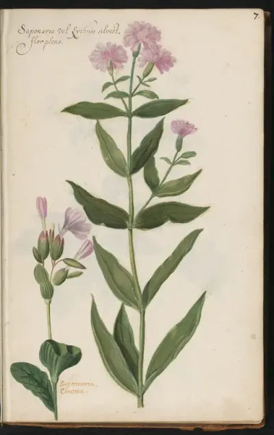 Twee soorten zeepkruid (Saponaria officinalis 'Flore Pleno' en Saponaria concava)