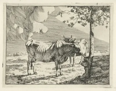Twee staande koeien