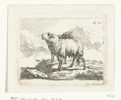 Twee staande schapen