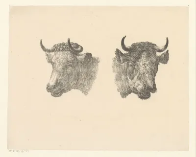 Twee stierenkoppen