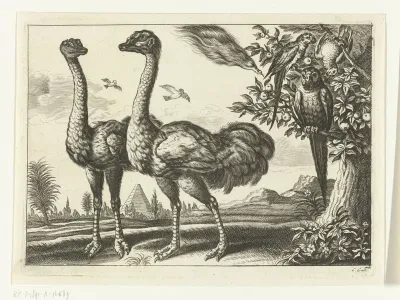 Twee struisvogels