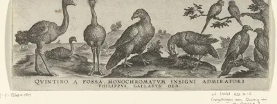 Twee struisvogels en zeven andere grote vogels