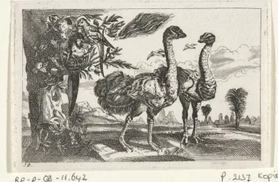 Twee struisvogels