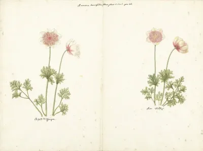 Twee studies van anemonen