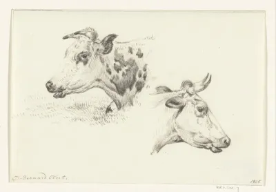 Twee studies van de kop van een koe
