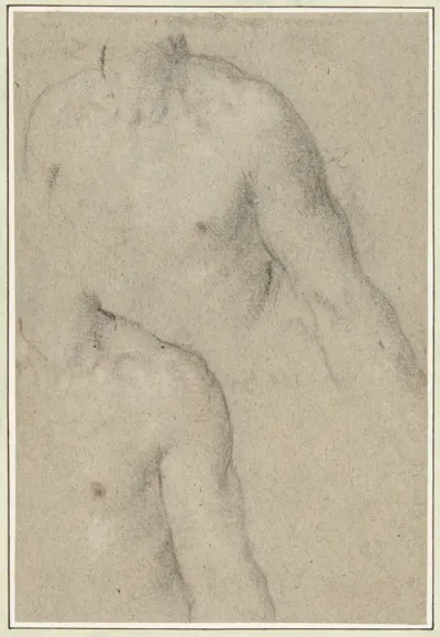 Twee studies van de torso van een jongeman
