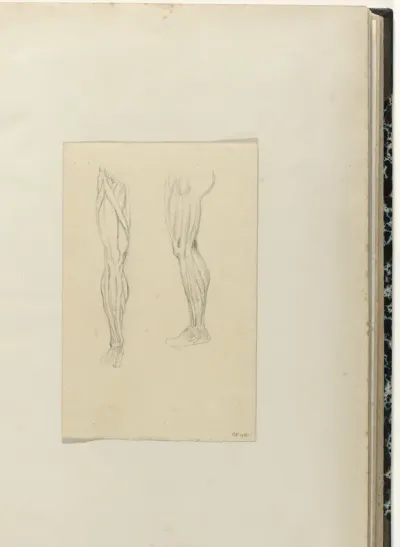 Twee studies van een been
